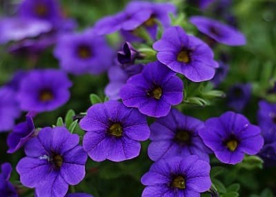 紫罗兰花有几种品种_紫罗兰花有几种品种图片大全