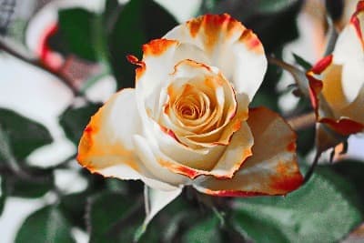 一朵白玫瑰的意义_一朵白玫瑰的意义是什么