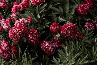 玫红色郁金香的花语和寓意_红玫瑰和郁金香含义