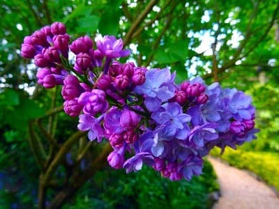 紫竹梅的花语是什么_紫竹梅的花朵是什么样子